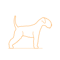 Animals Dogs Lakeland Terrier Stencil Svg Vector, Free Vectors File